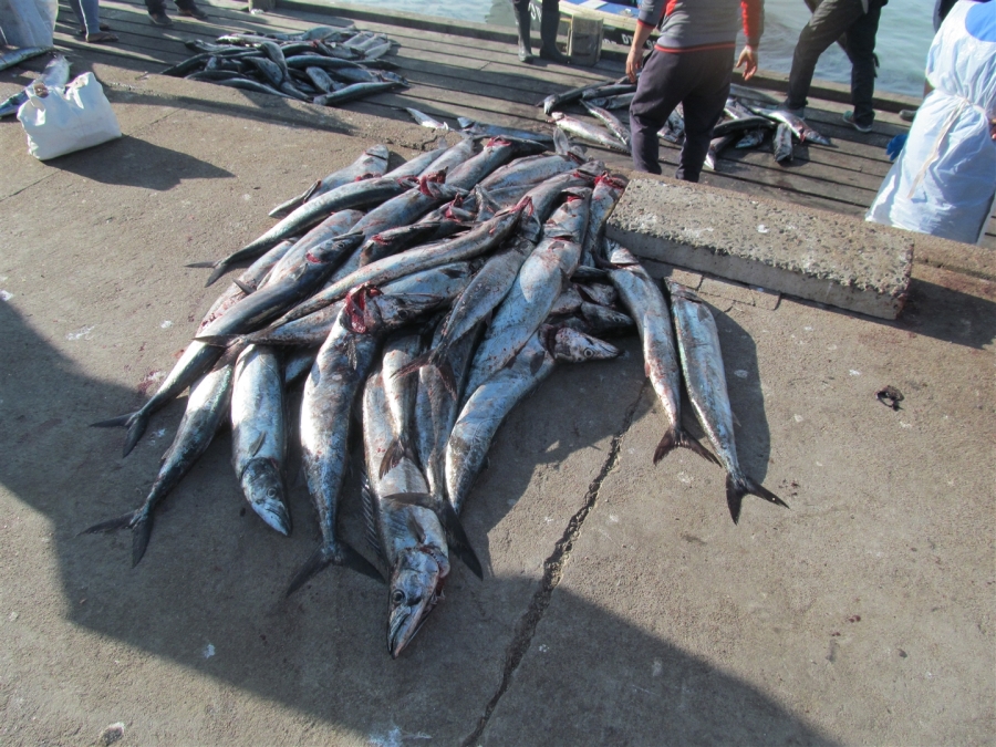 0 Bedroom Property for Sale in Britannica Heights Western Cape